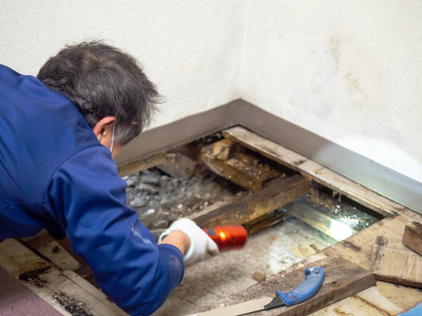 Best Mold Testing and Inspection Services in York, NE
