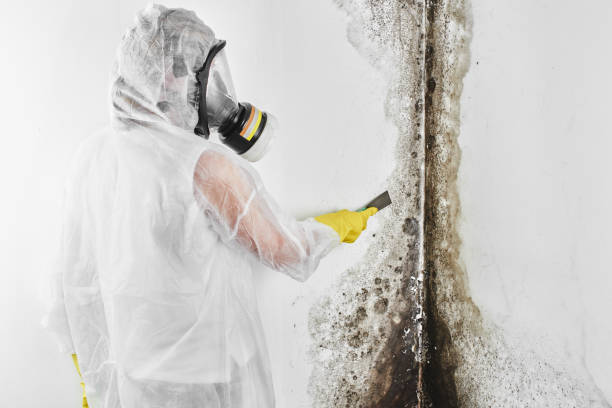 York, NE Mold Remediation Company