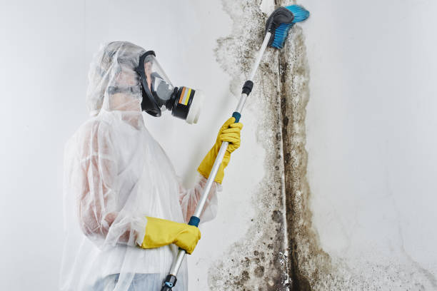 Best White Mold Remediation in York, NE