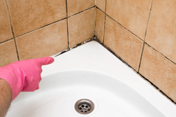 Best DIY Mold Remediation Support Services in York, NE